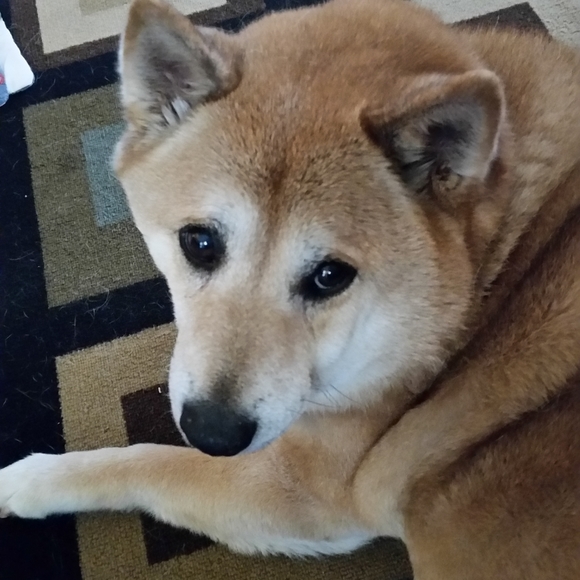 CLOSET CLOSING DEC 6TH TO 1-5-22 - Picture 1 of 1